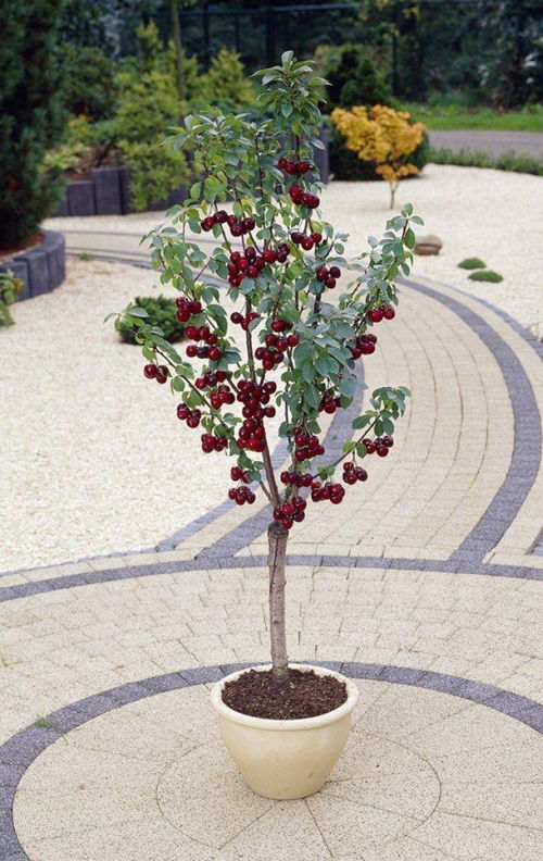 Top Fruit Trees for Patios 