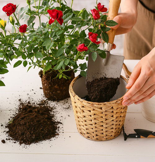 Tips For Growing Roses In Hanging Baskets right pot size