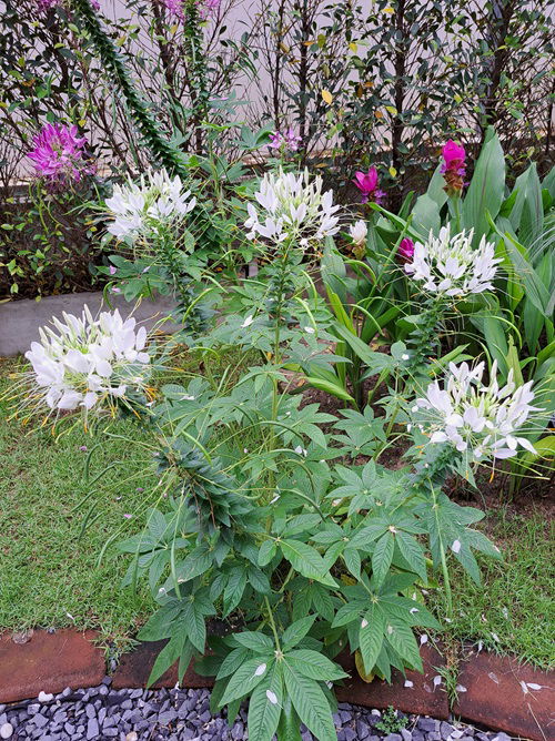 top Self Seeding Flowers for yard 