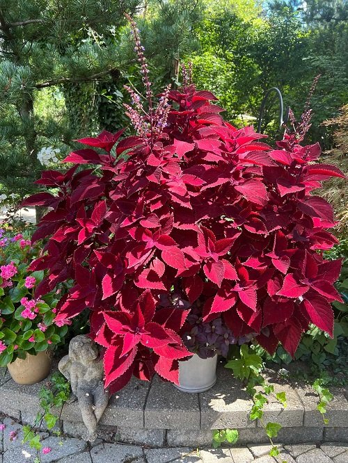 Cutting Young Coleus for Bushier Growth