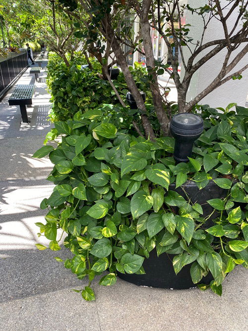 Lovely outdoor plants that lessen allergens and enhance breathing