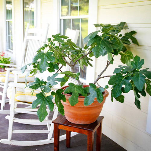 Patio Fruit Trees