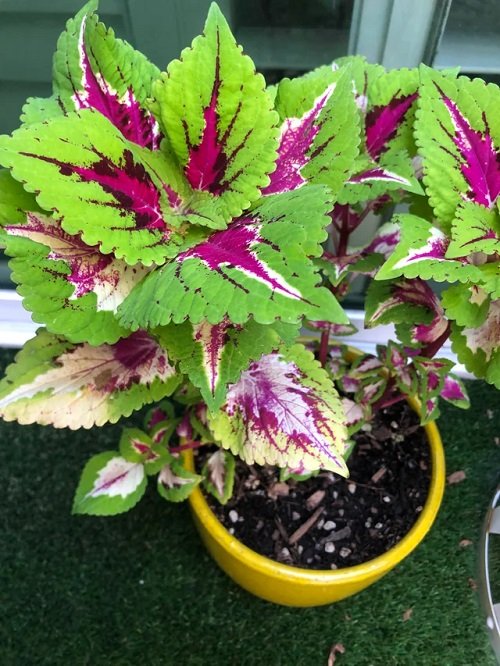 Cutting Young Coleus