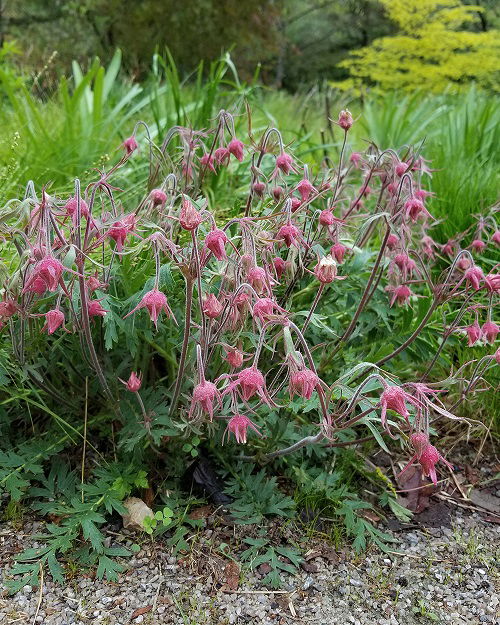 prairie smoke plant in garden 