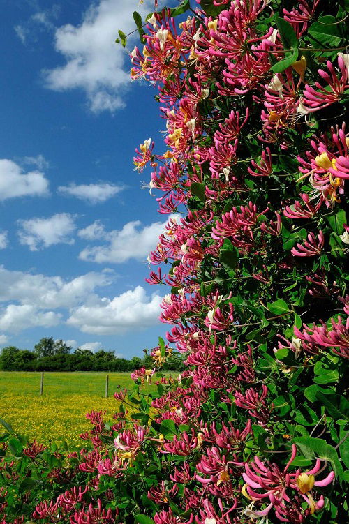 Amazing Fragrant Vines