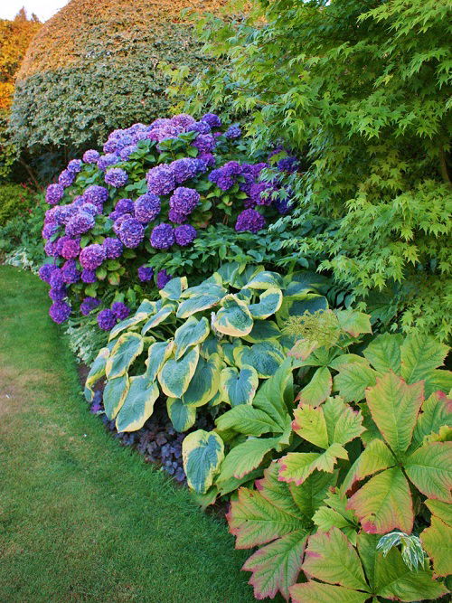 hydrangeas and hostas in garden 3