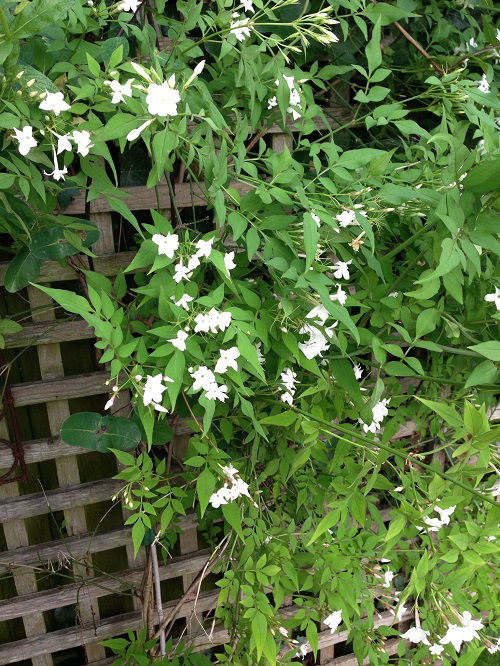 jasmine vine in garden