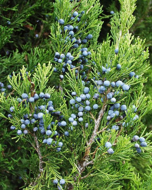 Juniper berries herb use