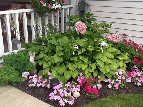 hydrangeas and hostas in garden 1