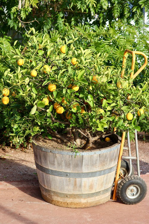 Top best Fruit Trees for Patios 