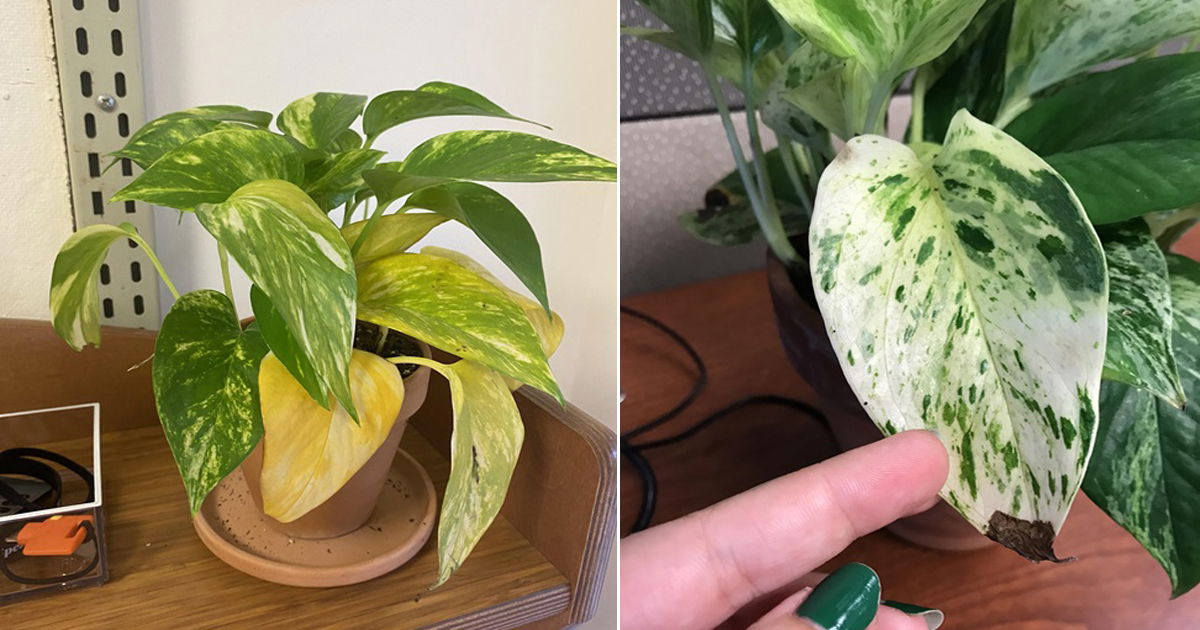 Most Common Pothos Plant Problems and Their Solutions | Balcony Garden Web