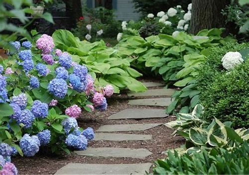 hydrangeas and hostas landscaping ideas 6