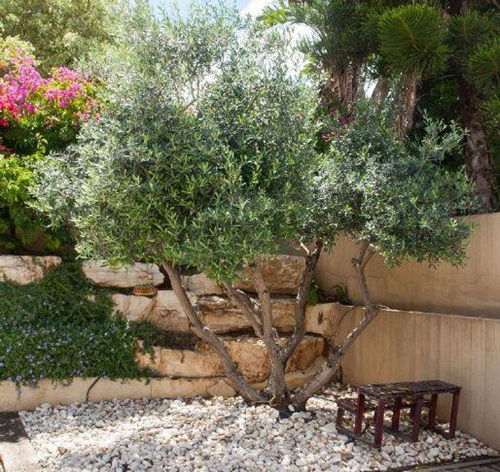 top Patio Fruit Trees