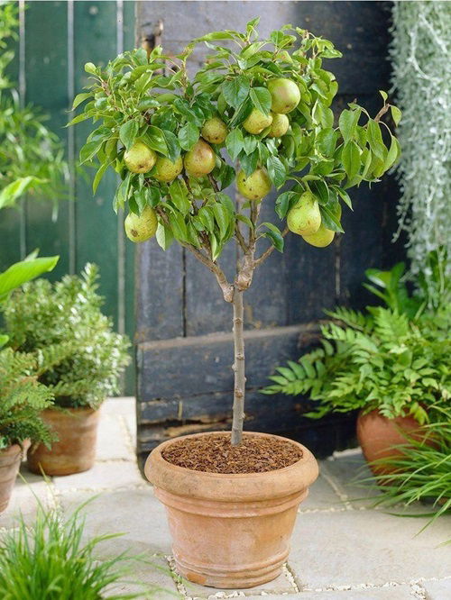 Patio Fruit Trees