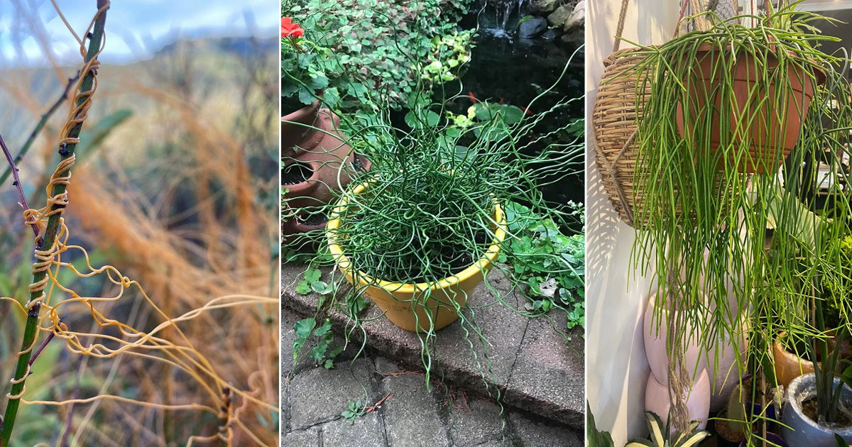 9 Plants that Look Like Noodles | Balcony Garden Web