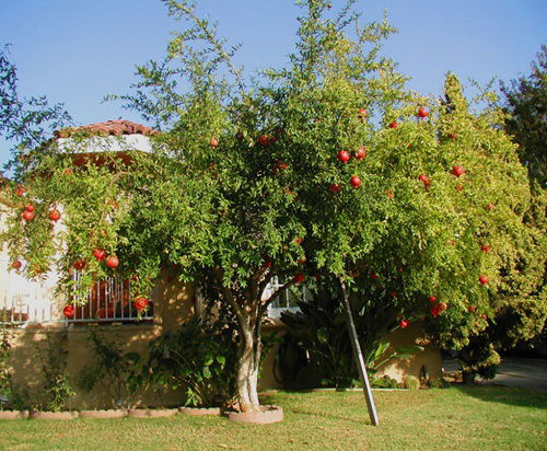 Best Patio Fruit Trees