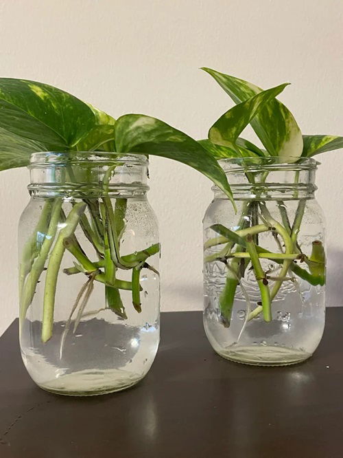 pothos Growing in Water