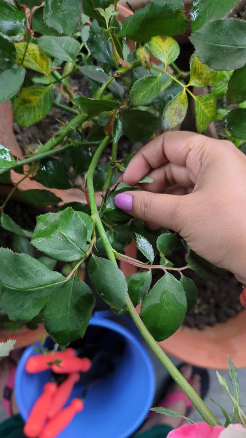 deadhead removing Tips For Growing Roses In Hanging Baskets