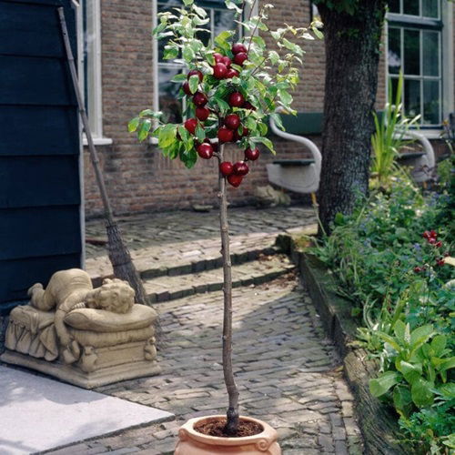 beautiful Patio Fruit Trees