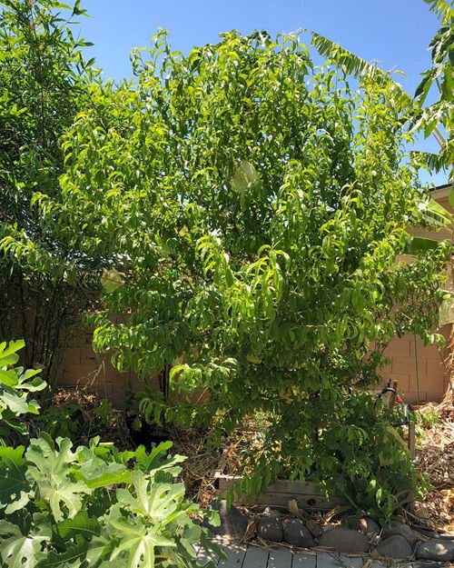 Best Patio Fruit Trees