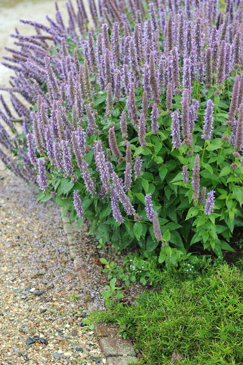 Self Seeding Flowers for garden 