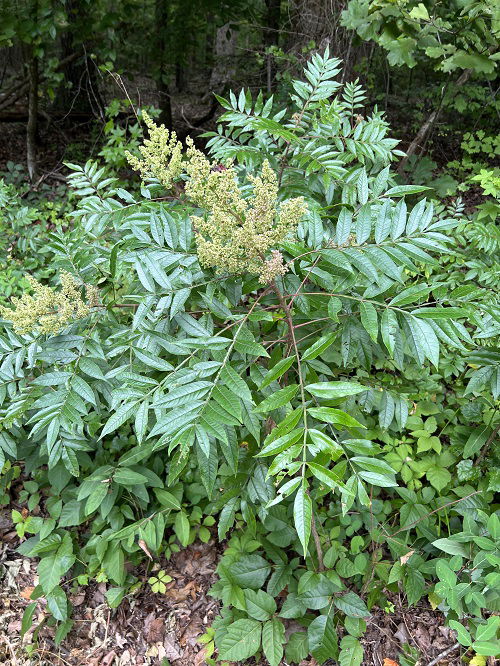 native American herb Sumac in garden