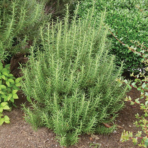 rosemary growing in garden