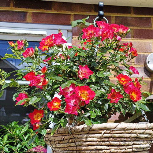 Tips For Growing Roses In Hanging Baskets in garden