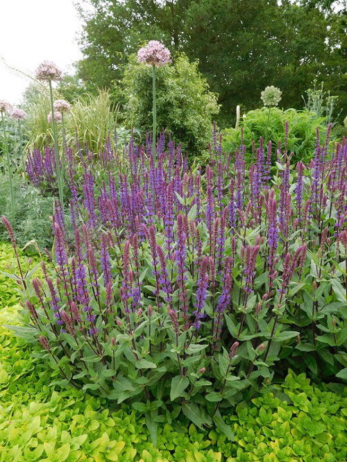 sage in garden for pest control