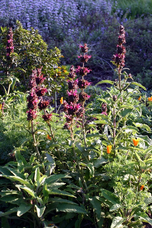 Beautiful Hummingbird Sage