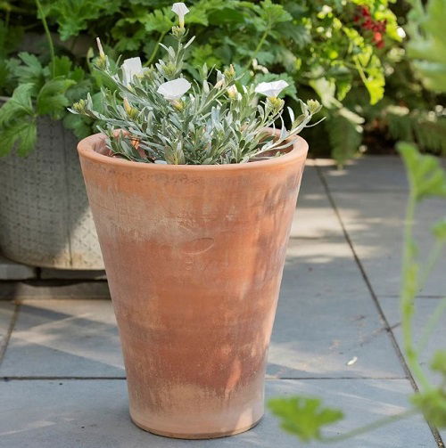 Mistake that Costs Your Potted Plant its Flowers