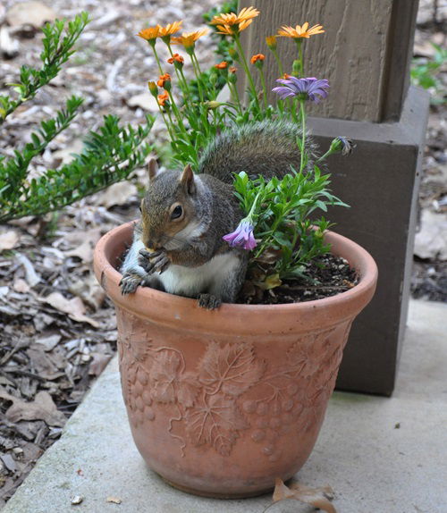 How to Keep Squirrels Out of Potted Plants | Balcony Garden Web