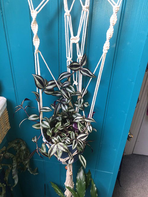 climbing tradescantia zebrina in pot