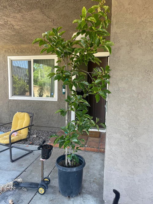 Best Patio Fruit Trees