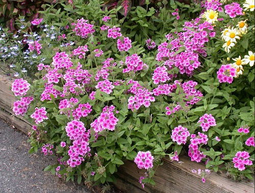 garden verbena flowers full bloom