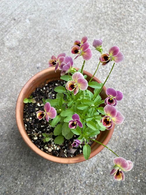 Self Seeding Flowers 