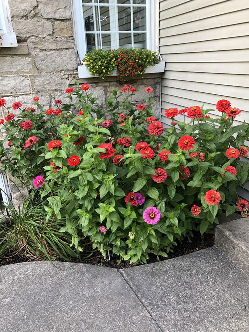 top Self Seeding Flowers 