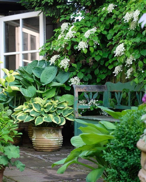 hydrangeas and hostas landscaping ideas 4