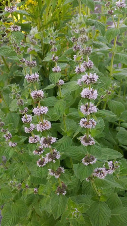 american wild mint in garden