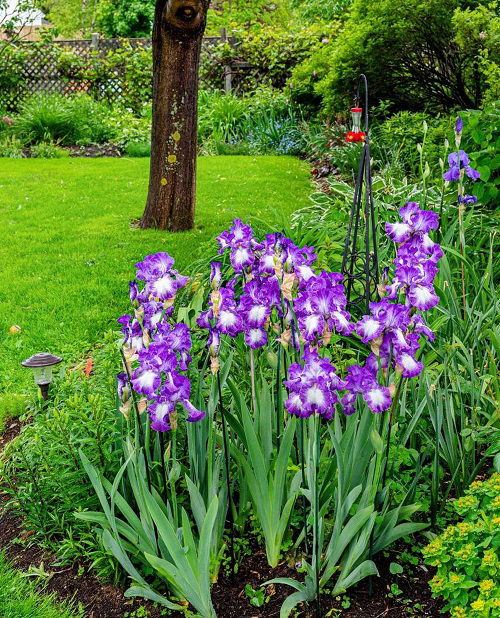 Bearded iris full bloom in garden