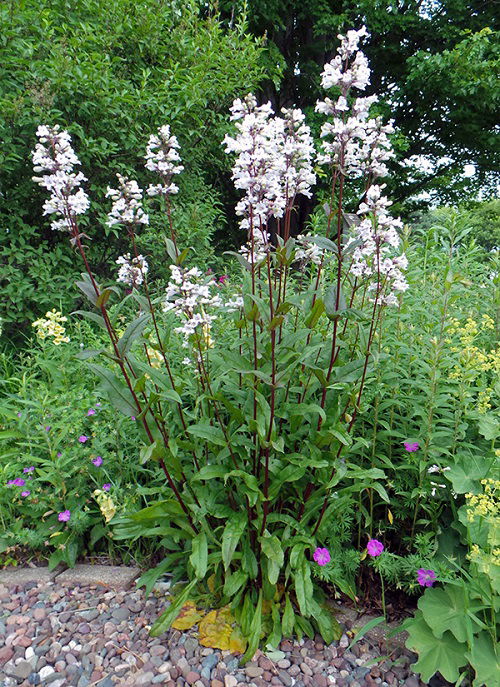 beardtongue flowers thriving in dry soil