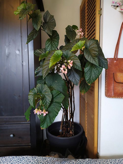 begonia in pot indoors low light