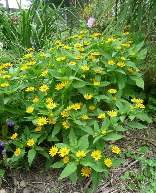 butter daisy plant in garden