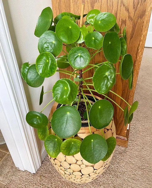 chinese money plant in pot indoors