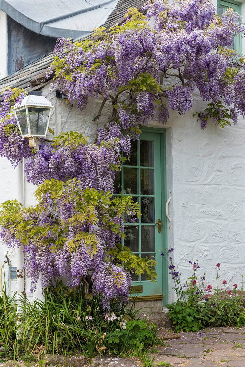 chinese wisteria vine on the wall