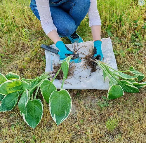 dividing hosta plants for transplanting