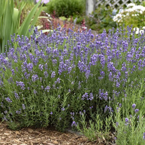 mosquito repellent lavender in garden 