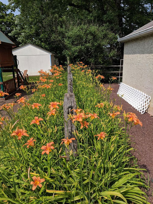 best daylily landscaping ideas for garden