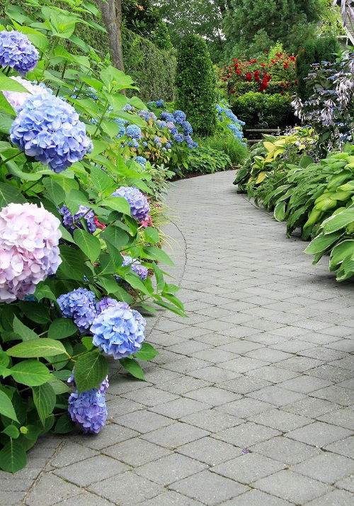 hydrangeas and hostas in garden 4