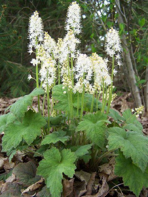 foamflower in full bloom 